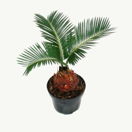 Cycas revoluta japansk palmormbunke med knut 9 cm kruka