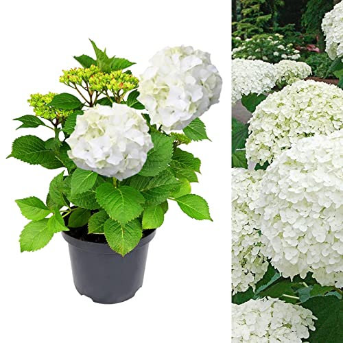 Carbeth Plants White Hydrangea Macrophylla Plant 5L Pot - Hydrangea Plants Outdoor Garden Ready to Plant - 50-60cm Hydrangeas Potted Flowering Shrub