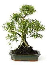 Serissa Phoetida en Bonsái Árbol que Puede Estar en el Interior o en el Exterior del Hogar