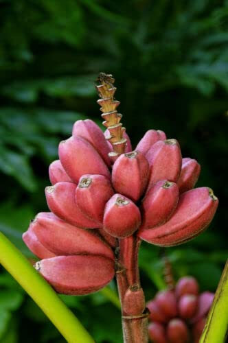 SEMILLAS La palmera de interior soñada, el plátano rosa de hoja perenne Musa velutina