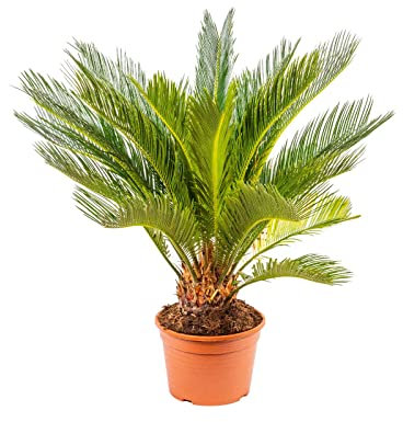 Cyca Natural Palma de Exterior Perfecta para Jardines y Terrazas