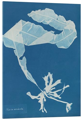 Blue Prints - Alaria esculenta Akrylglastavla av Anna Atkins 13 x 18 cm Blå Tavlor Väggdekoration