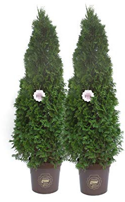 Thuja occidentalis 'Smaragd' (Emeraude), Pianta vera in vaso Vannucci Piante, Pianta da terrazzo (cod. 8) (2x)