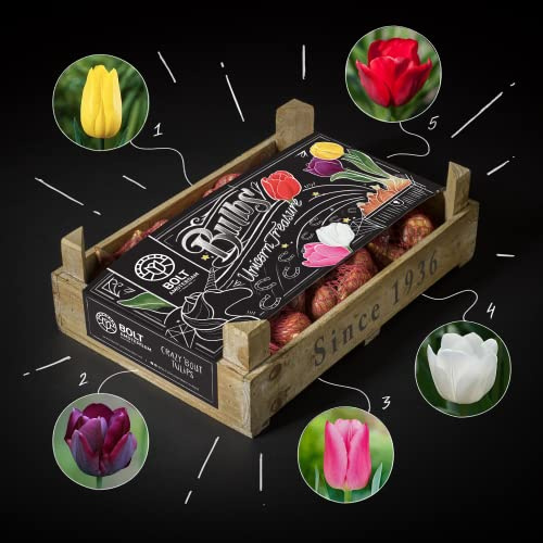 300x bulbi di tulipano “UNICORN TREASURE” box – 5 colori – Nuova raccolta – Bulbi da fiore olandesi di qualità – In reti biodegradabili – BOLT Amsterdam (3 pack)
