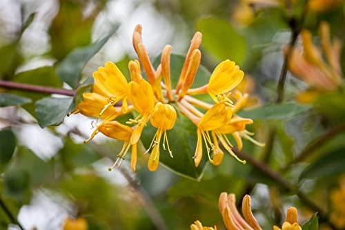 Lonicera tellmanniana 60–100 cm – Winterhart, Mehrjährig, Pflegeleicht – Tellmanns Geißblatt – Kletterpflanze für Pergola & Rankhilfe