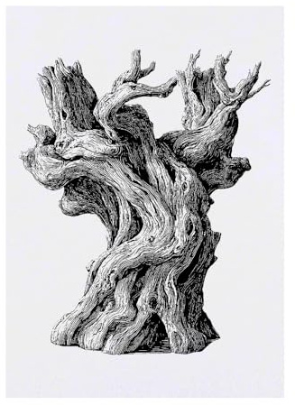 Azeeda 'Old Olive Tree Trunk' Temporary Tattoo - Water Resistant, Skin-Safe, Non-Toxic Transfer (TO00094413)