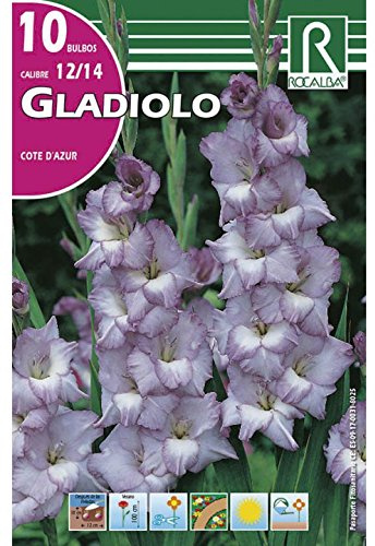 BULBO GLADIOLO COTE D´AZUR - 10 UD.…