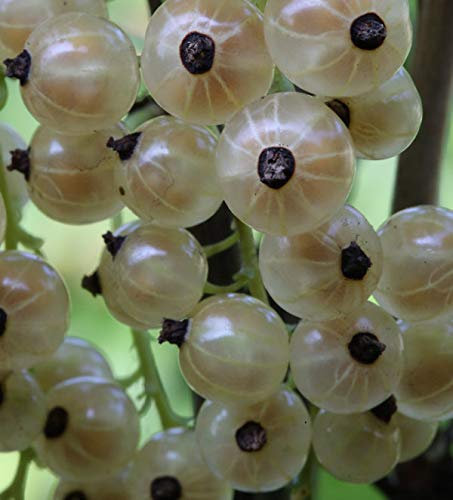 Hochstamm Weiße Johannisbeere Weiße Versailler 80-100cm - Ribes nigrum