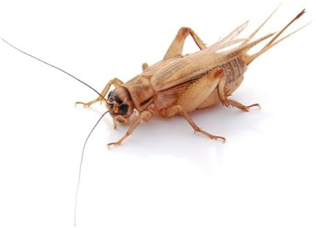 Heimchen groß 1000 STK. | Futterinsekten lebend | Futtertiere für Reptilien, Vögel