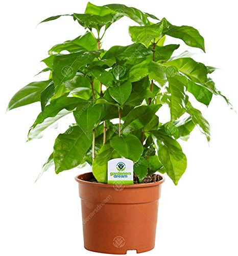 Coffee Arabica - Indoor Houseplant for Home or Office - Ideal for Small Spaces - Bright Green Foliage Leaves, Striking Home Decor Plant in Pot (20-30cm Incl. Pot)