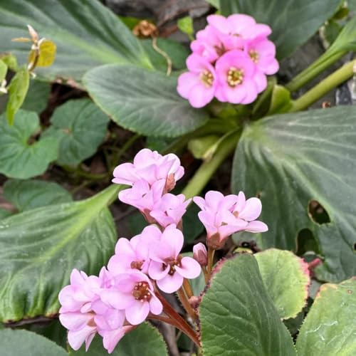 Semillas de otoño de Bergenia, Bergenia cordifolia - resistentes al exterior. jardín de Las de jardín son perennes 50pcs
