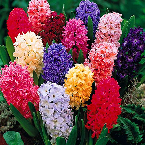 GardenersDream 10 x Mixed Hyacinth Bulbs - Colourful Spring Flowering Bulbs for Indoor - Outdoor Plants for Gardens, Beds, Borders, and Containers - Easy to Grow Beautiful Garden Bulb