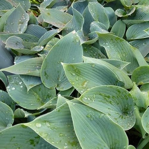 6x Hosta tardiflora 'Halcyon' - Hosta tardiflora ‘Halcyon’ - Godet 9x9cm