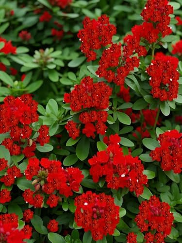 200Pcs Creeping Thyme Seeds, Flower Seeds Ground Cover Carpet Spreading Creeping Thyme Perennial Flowering Garden (200, red)