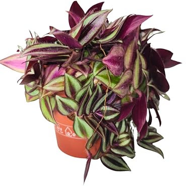 I GIARDINI DI GIULIA - Tradescantia Zebrina, Pianta Vera,Pianta d'appartamento facile da Curare, Vaso 12 cm diametro