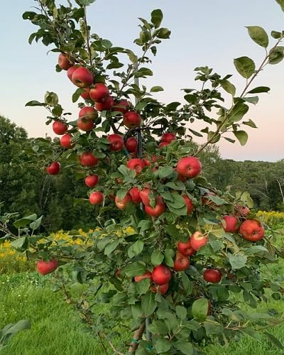 95pcs Red Apples Tree Seeds.