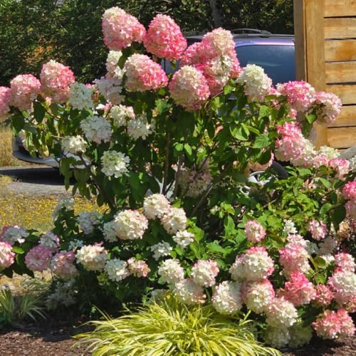 semi di ortensia pannocchia - giardino resistenti balcone perenni 300pcs