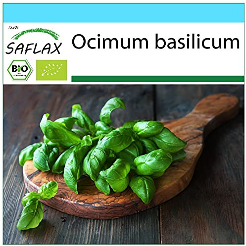 SAFLAX - Kit cadeau - BIO - Basilic - Génois - 800 graines - Avec boîte cadeau/d’expédition, autocollant d’expédition, carte cadeau et substrat de culture - Ocimum basilicum