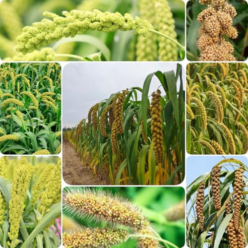 300 pcs Kolbenhirse Samen Winterharte, bio samen gemüse alte sorten Setaria italica, Ziergräser Annual, kräuterbeet, balkon winterharte pflanzen für garten, gemüse balkon gemüse, balkon