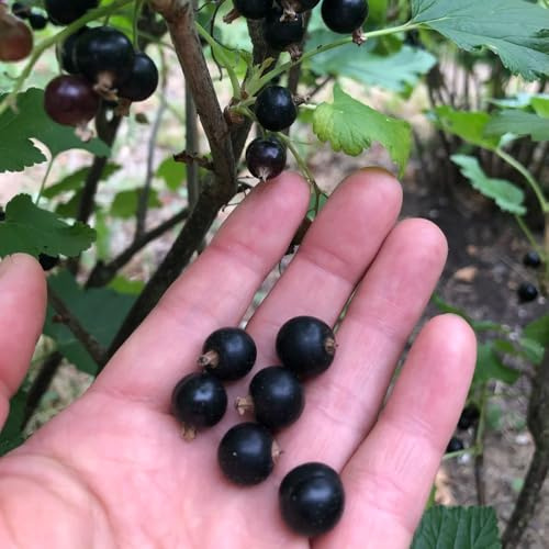 semillas de grosella, grosella espinosa, jardín rocas fresca resistentes para el jardín balcón comprar columnar regalos 200pcs