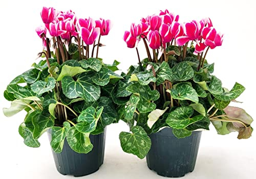 POWERS TO FLOWERS - CICLAMINO SUPERSERIE BICOLORE, FIORITURA EXTRA, 2 PIANTE, VASO 12CM, piante vere