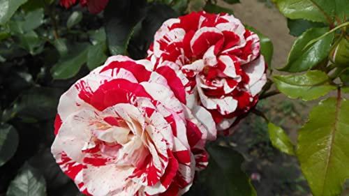 'Rock & Roll'- Fragrant Cherry Red and Cream Blooms - Hybrid Tea - Potted Rose