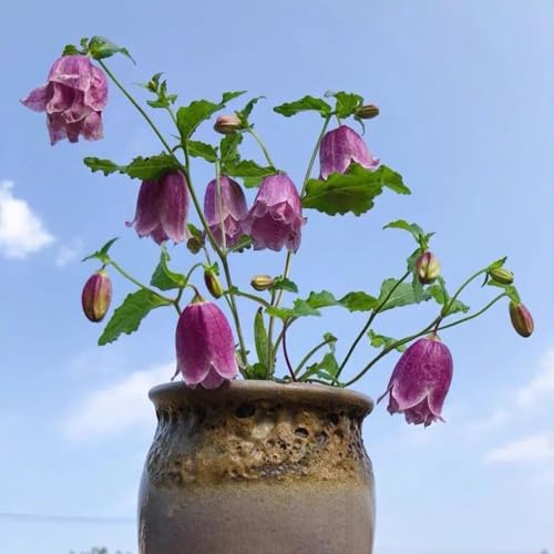Semillas de campanilla - Campanula Medium,semillas de perennes resistentes maceta de,semillas de cortadas resistentes para exterior 500pcs