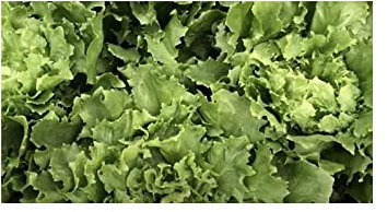 Pcs - 750x Endive Wide Leaf Vollherz Winter Cichorium Endivia Plants - Seeds K541 & Plants Shop by Ipsa