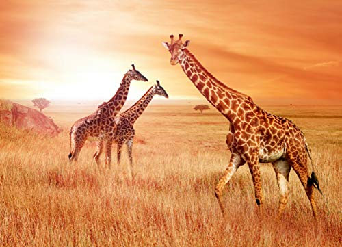 GIRAFFEN Fototapete VLIES-350x260 cm (786A)-Natur Landschaft Tiere Afrika Löwe Zebra Safari Wandtapete-Inkl. Kleister-Vliestapete Bild Dekoration Wand-Dekor Moderne Motiv-Tapete Panorama Poster XXL