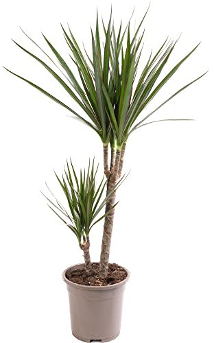 Dragon Tree Large Indoor House Plant Real Evergreen Tall Exotic Big Rare Plants (70-80cm (Incl. Pot))