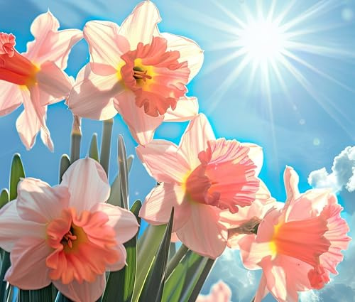 10 bulbos de narcisos rosas para plantar, flores perennes fáciles de cultivar para jardín o contenedores (10 bombillas)