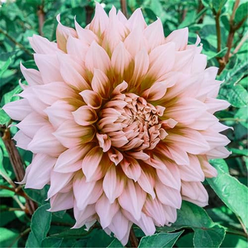 Dahlien blumenzwiebeln mehrjährig winterhart mix，dahlien knollen winterhart，dahlien zwiebeln winterhart-2knollen-D