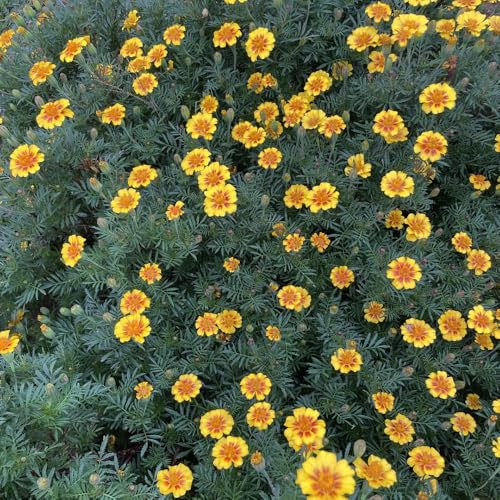 semi di calendula resistenti di calendula biologici ornamentali decorazione rare, decorazione del soggiorno 100pcs
