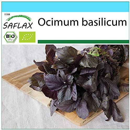 SAFLAX - Kit cadeau - BIO - Basilic - Pourpre - 400 graines - Avec boîte cadeau/d’expédition, autocollant d’expédition, carte cadeau et substrat de culture - Ocimum basilicum