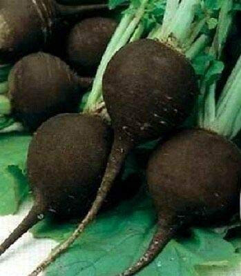 ANTIQUE JAPONAIS HEIRLOOM géant Radis Noir 30, 50, 100, 200 graines