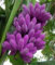 Musa Itinerans - birmano Blue Banana - Rare semi tropicale pianta (10)