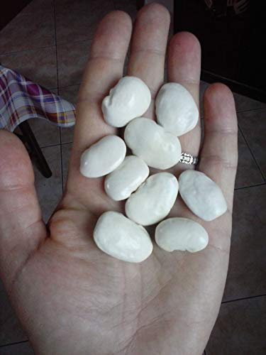 Graines de haricot à rame blanc d'Espagne