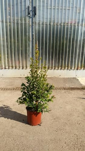 PIANTA DI EUGENIA MYRTIFOLIA NEW PORT IN VASO CM 24 altezza 70 cm (foto reali)