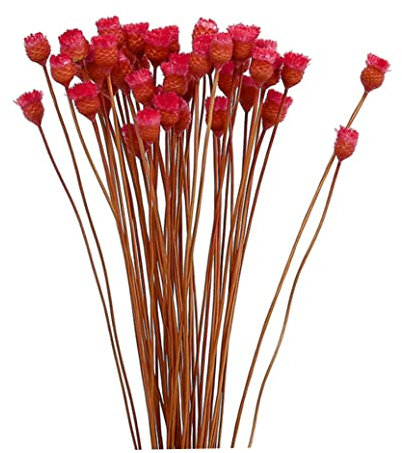 VONGLYHOO Bouquet De Marguerites Séchées Décoration Fleurs Séchées Naturelles dans Un Vase Table Floral 50 Tiges Bouquet Fleurs Rouges Faux La Décoration dans Un Vase Mini De