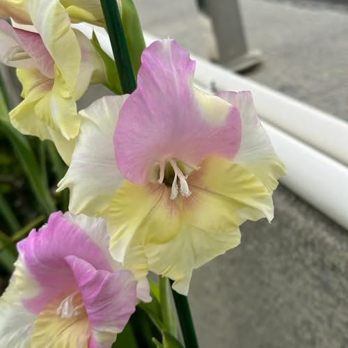 gladiolen zwiebeln winterhart,Gladiolus, pflanzen geschenk gladiolen knollen winterharte pflanzen für garten winterharte stauden dauerblüher blumen für garten winterharte blumen 3pcs