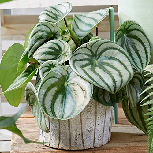 Peperomia Argyreia - Watermelon Peperomia | 15-25cm Potted Indoor Plant Gift