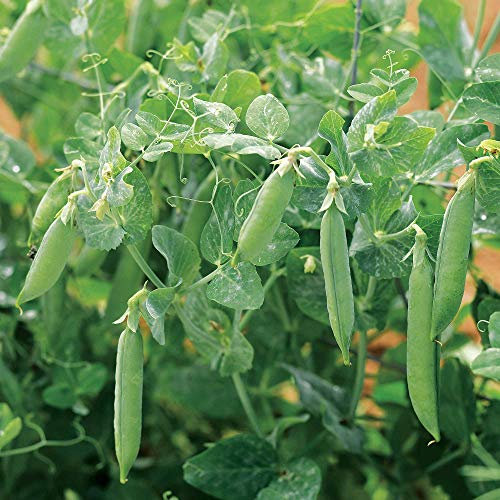 Suttons Pea Seeds Kelvedon Wonder Vegetable Seeds, Approx. 330 Seeds per Pack, Grow Your own Garden Peas from Seed, Ideal for Beds and Borders, Greenhouses