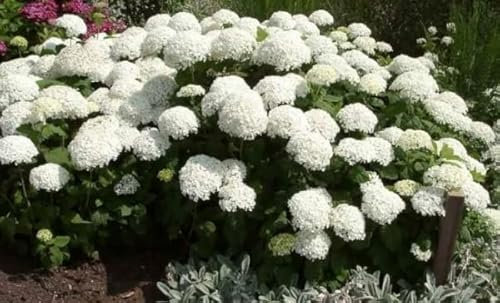 Schneeballhortensie Annabelle - Hydrangea arborescens Annabelle
