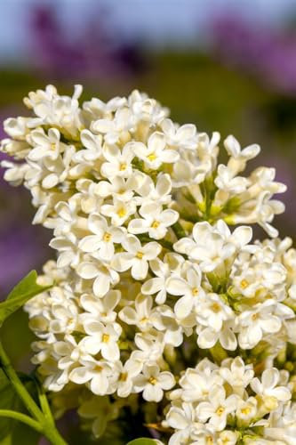 Syringa vulgaris 'Primrose' 60-100 cm - Flieder, cremegelbe Blüten, Blütezeit Mai-Juni, duftend, ideal für Hecken und Rabatten, bienenfreundlich