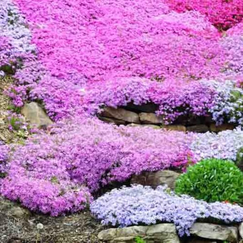 2 Pink White Creeping Phlox Plants Live Perennials, Creeping Phlox Live Plants, 4-6 Inch Tall, Ornamental Phlox Flowers Seedlings