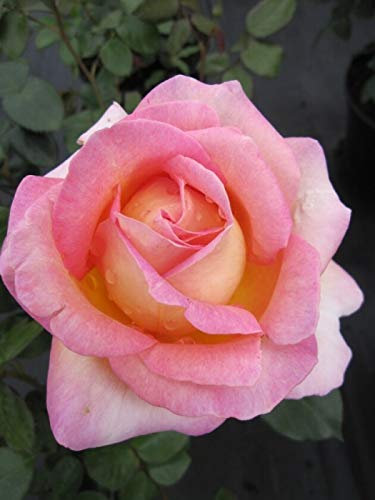 Edelrose Elle® - Rosa Elle® - Teehybride - Duftrose der Provence - Meilland-Rose