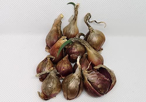 Steckzwiebeln der Luftzwiebel, Ettagenzwiebel, Ewige Zwiebel oder Ägyptische Zwiebel lat. Allium x proliferum (10 Steckzwiebeln)