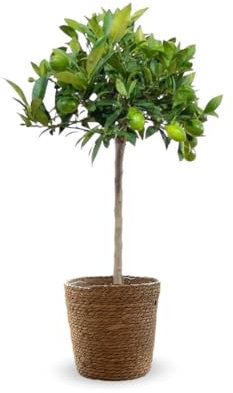 Attitude Jardin - Clémentinier avec panier en jonc de mer - Citrus clementina - agrume méditerranéen - arbre fruitier - 75-85 cm - ⌀ 25 cm