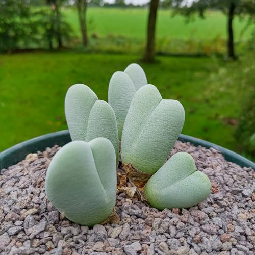 Cheiridopsis pillansii - Sunnyplants, Lithops rares, Plantes Lithops, Plantes de Cheiridopsis, Pierres vivantes, Lithops, Plantes Cheiridopsis, Cheiridopsis, Lithop, Succulentes