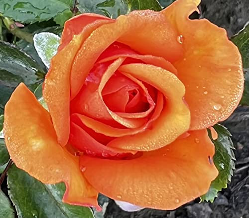 'Mamma Mia' - Hybrid Tea - Potted Rose